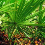 dried Saw Palmetto,Serenoa repens Nut crushed